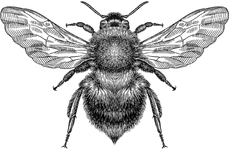 Bee